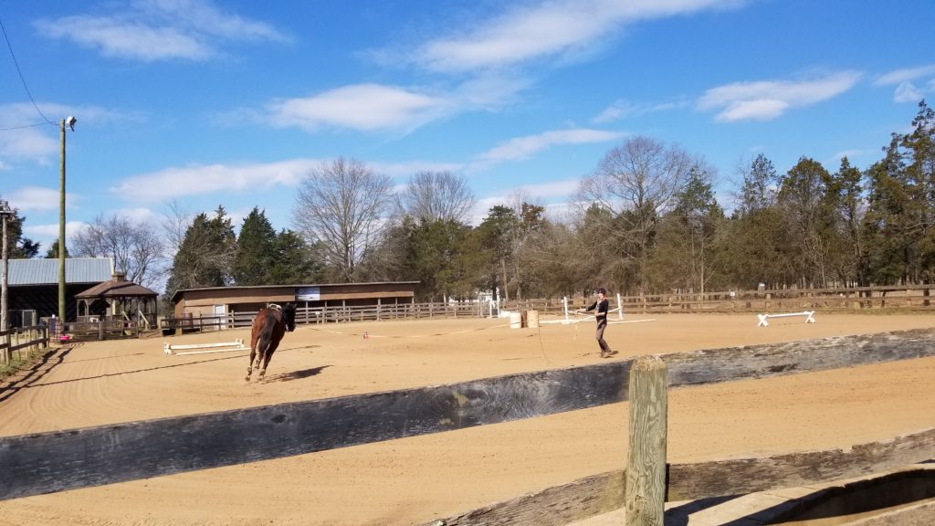 trainer with bay horse on lunge line