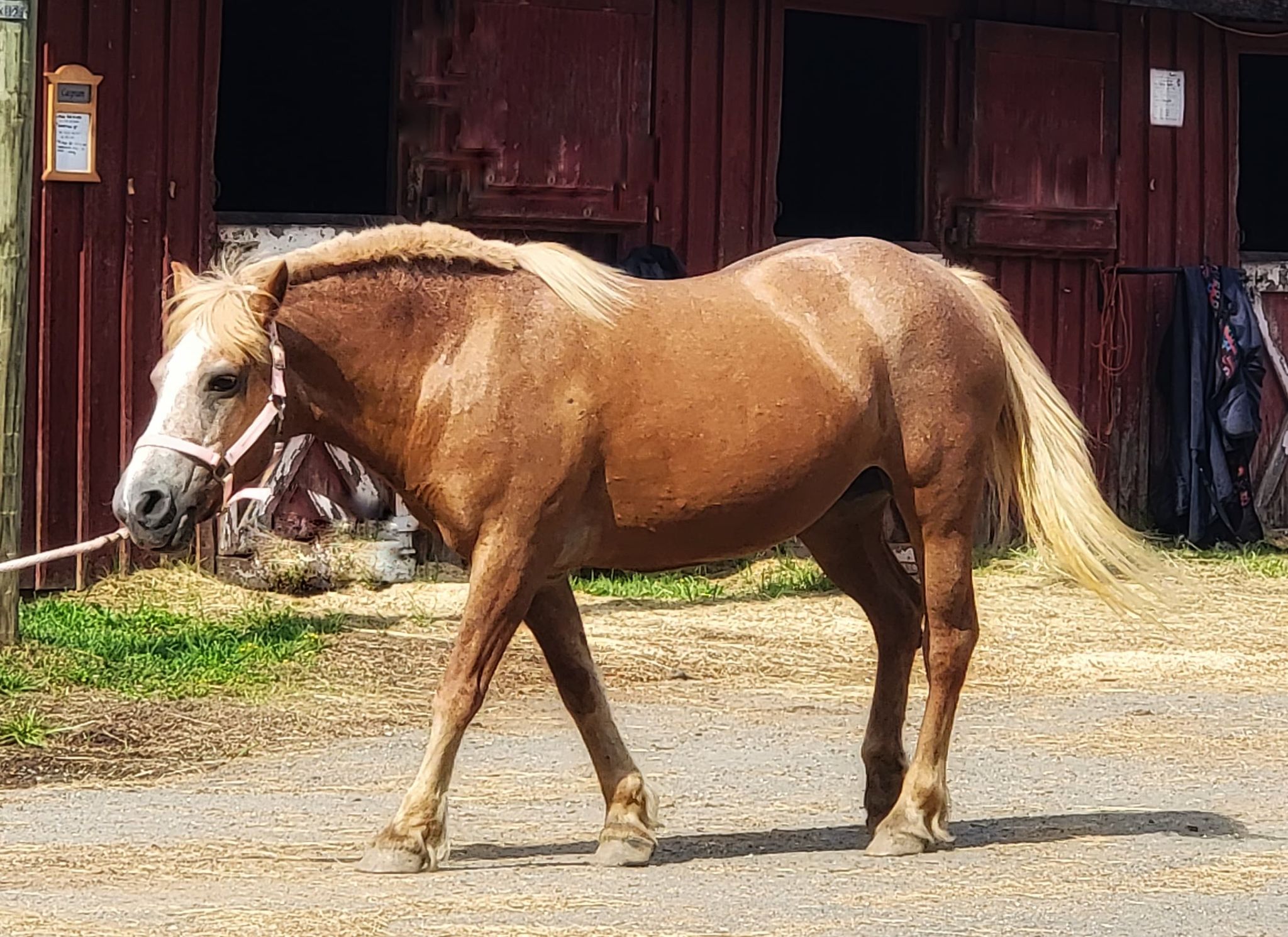 Horseback Riding Lessons - Silver Eagle Stable