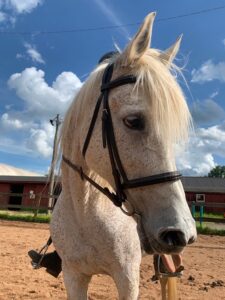 white arabian mare in ring