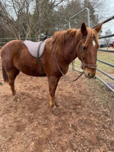 halflinger mix in bareback pad