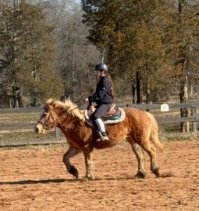 student on halflinger mare in arena