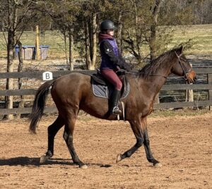youth student on bay horse in riding arena