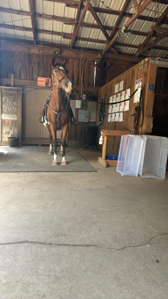 lesson horse in cross ties being tacked up