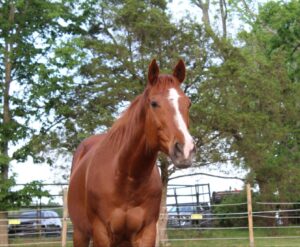 chestnut mare with white blaze 
