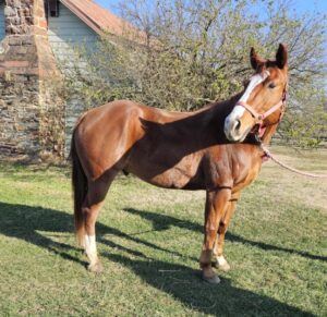sorrel gelding qh