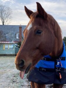 bay horse sticking his tongue out