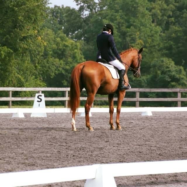 woman on horse showing in a dressage show