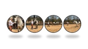 various pics of trainer with grey horse