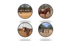 collage of 4 different training sessions